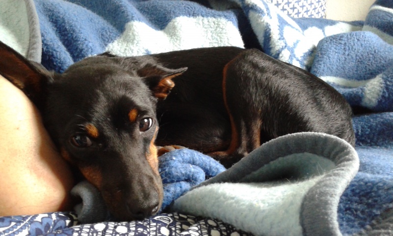 Foto WILLOW