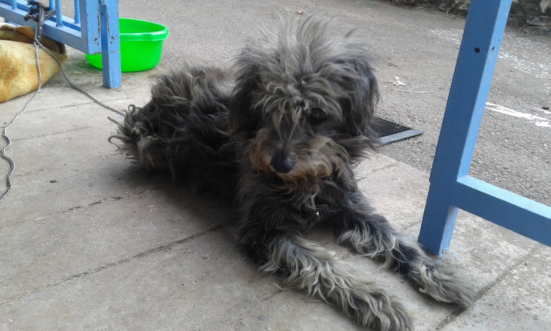 Foto BLACKY
