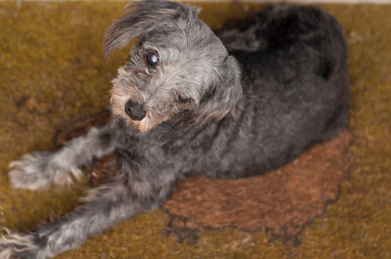 Foto BLACKY
