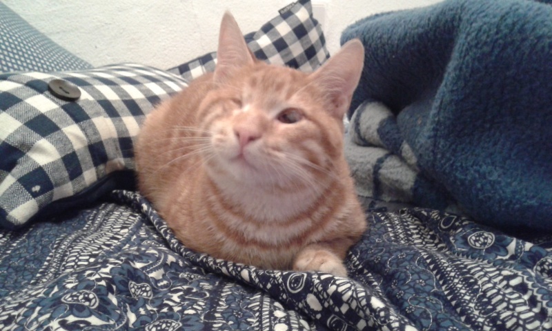 Foto ASLAN