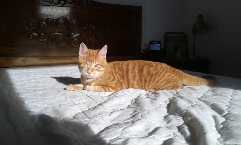 Foto ASLAN