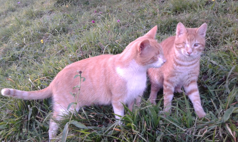 Foto ASLAN