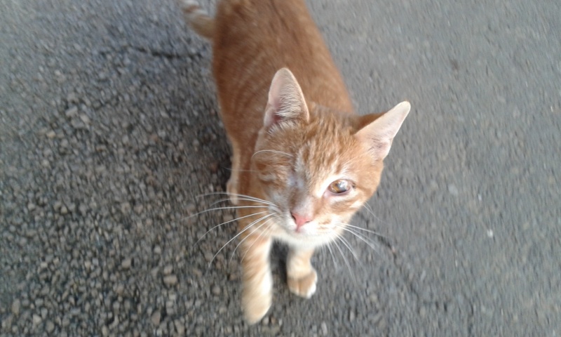 Foto ASLAN