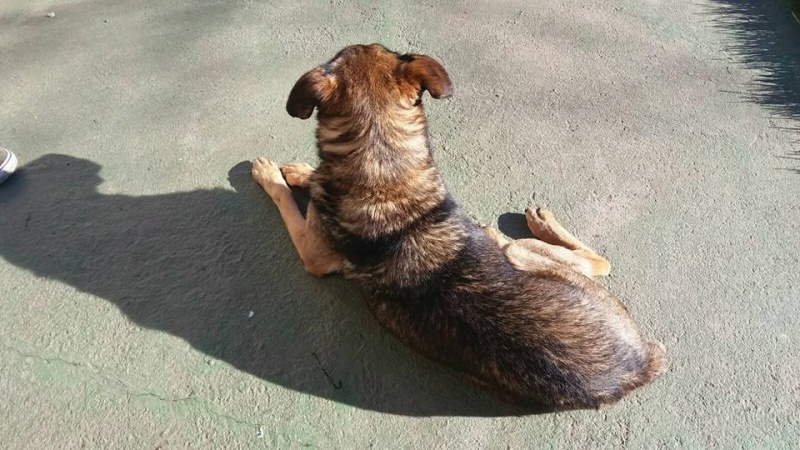 Foto Pipa