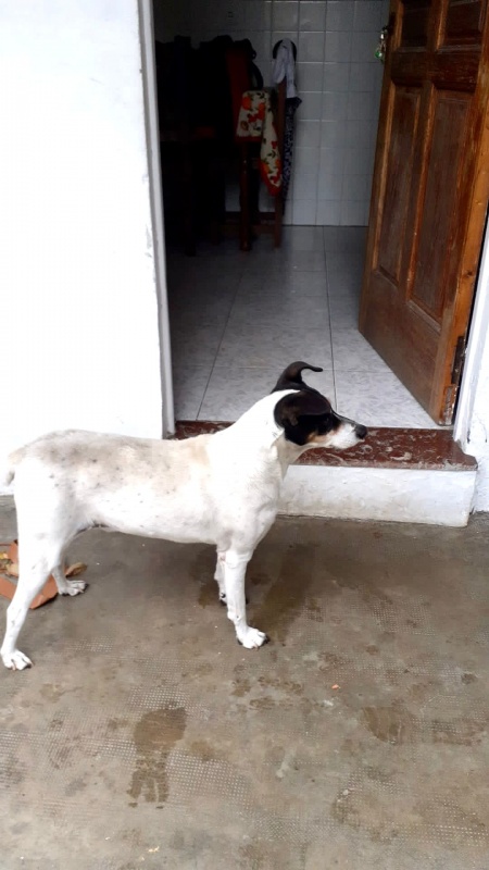Foto Scooby