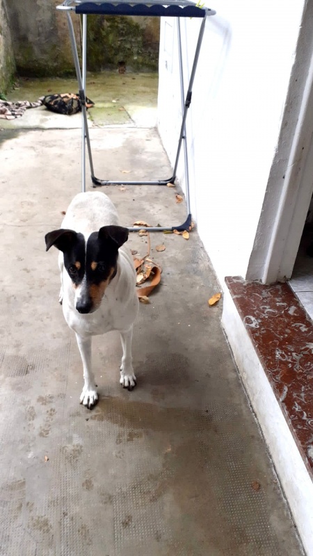 Foto Scooby