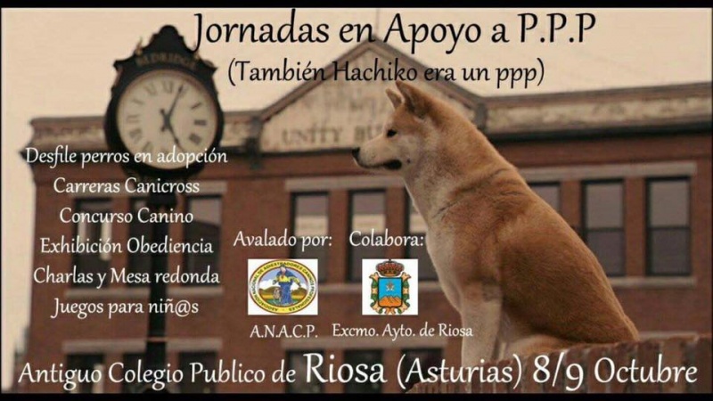 Foto Desfile de perros en adopción