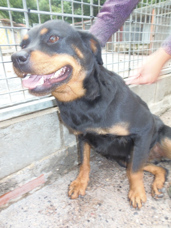 Foto Yako