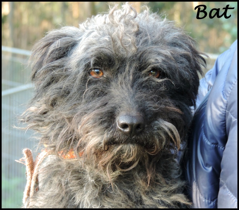 Foto Bat