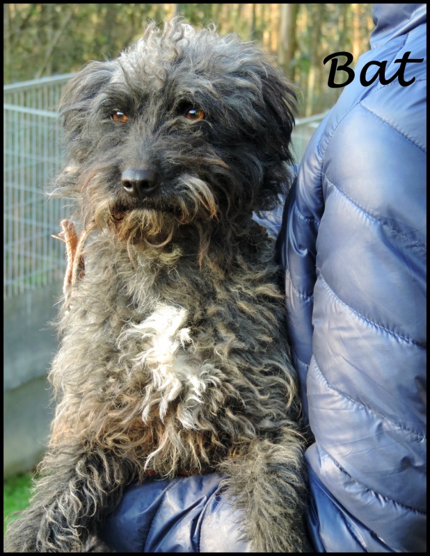Foto Bat