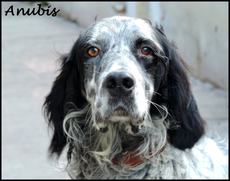 Foto Anubis