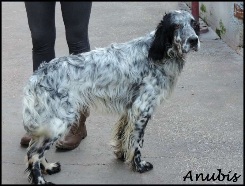 Foto Anubis