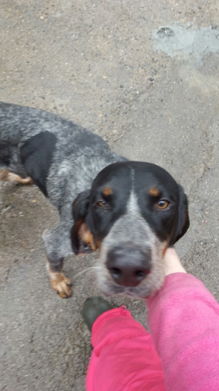 Foto Dogi