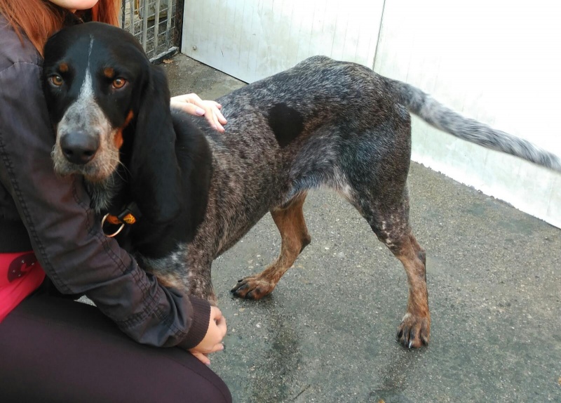 Foto Dogi