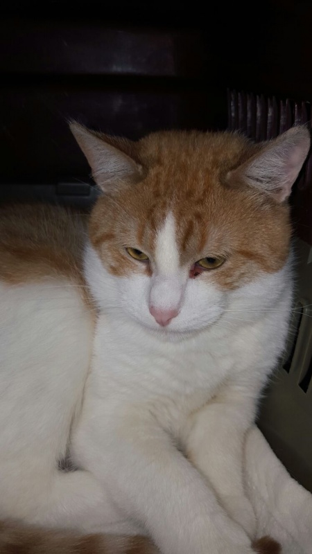 Foto Morgan