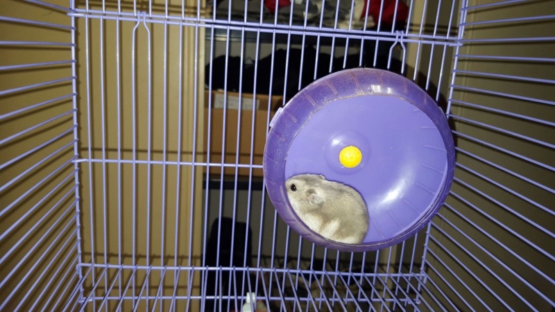 Foto Chip y Chop