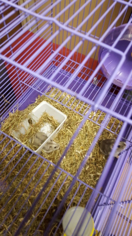 Foto Chip y Chop