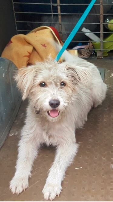 Foto Linca