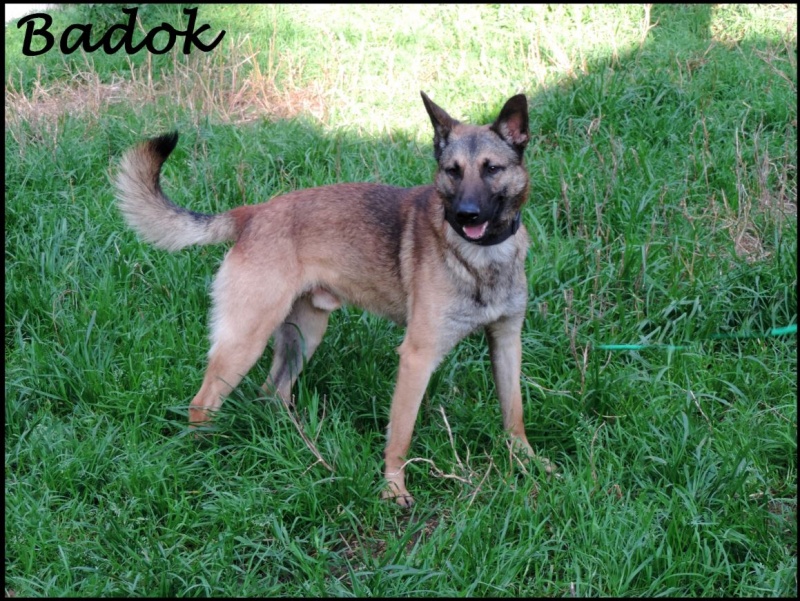 Foto Badok