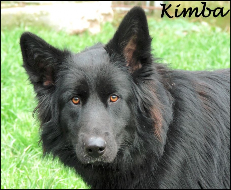 Foto Kimba