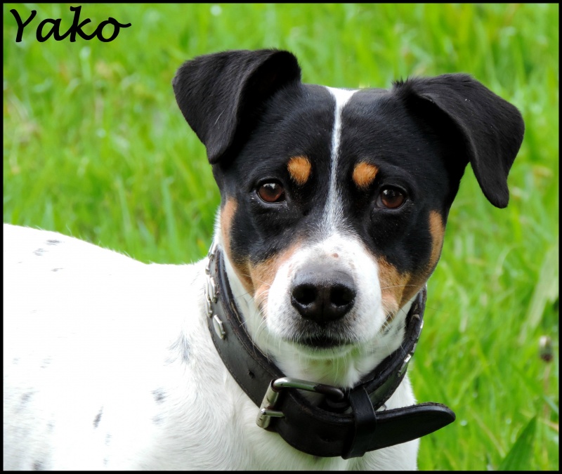 Foto Yako