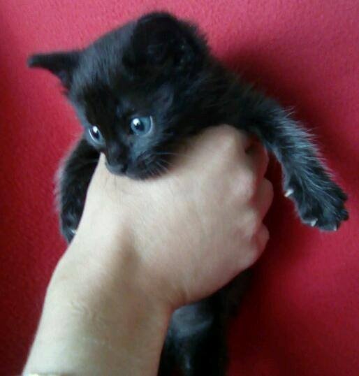 Foto Neko
