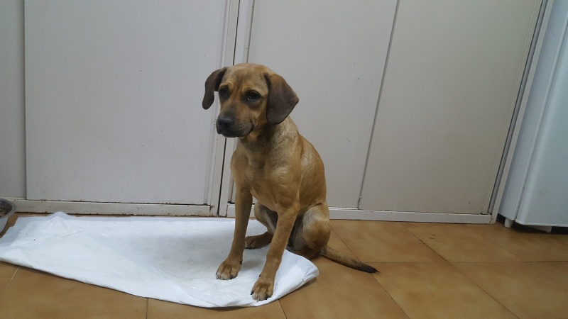 Foto Avellana