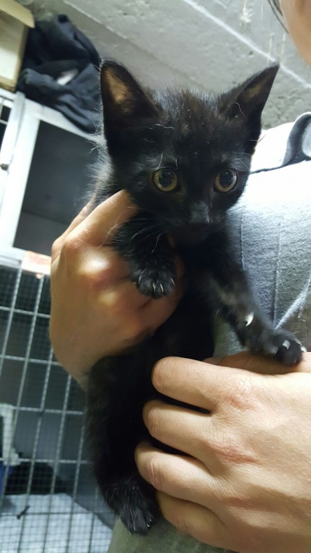 Foto Bagheera