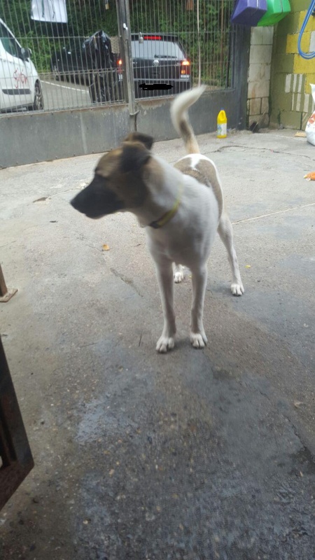 Foto Rocky