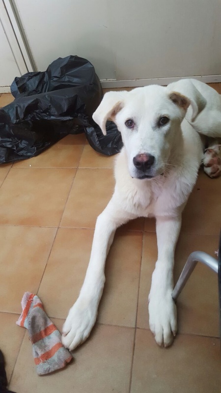 Foto Pipo