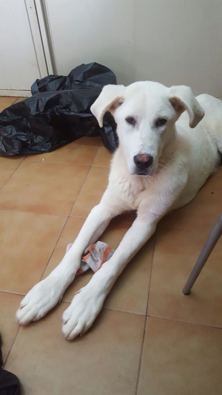 Foto Pipo