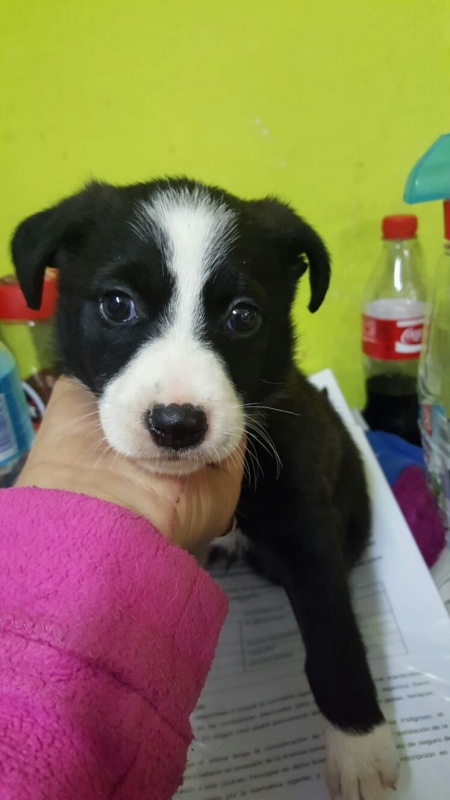 Foto Bolita