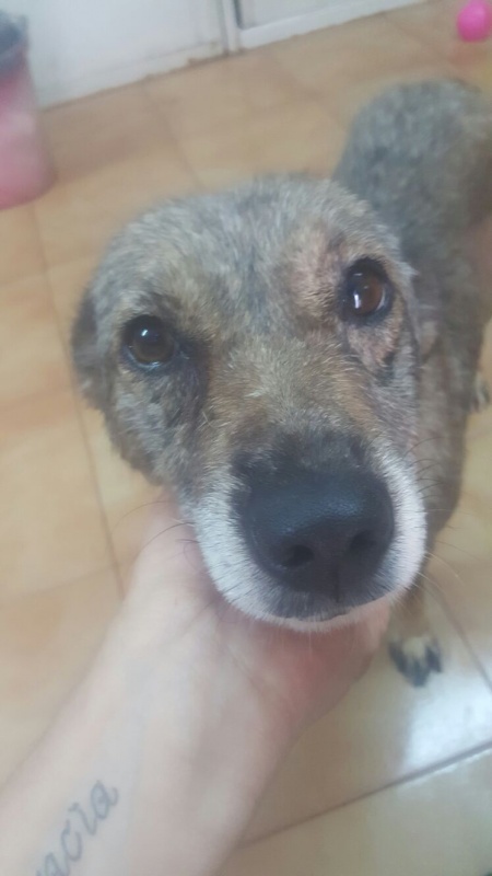 Foto Lobita