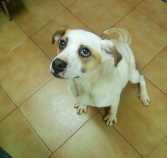 Foto Piraña