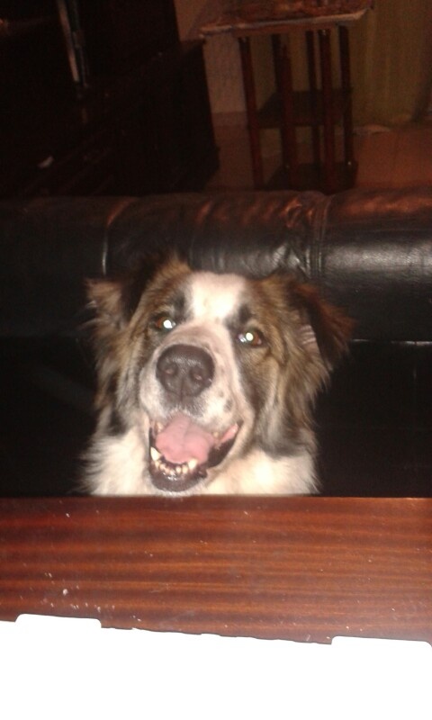 Foto Lola