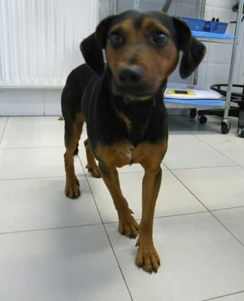 Foto pumba