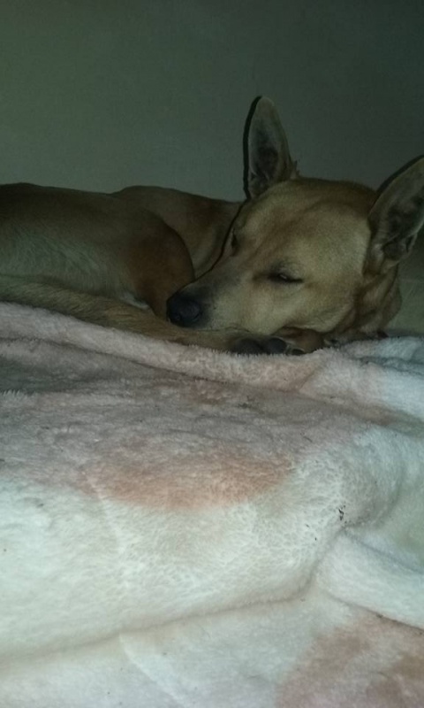 Foto Bosco