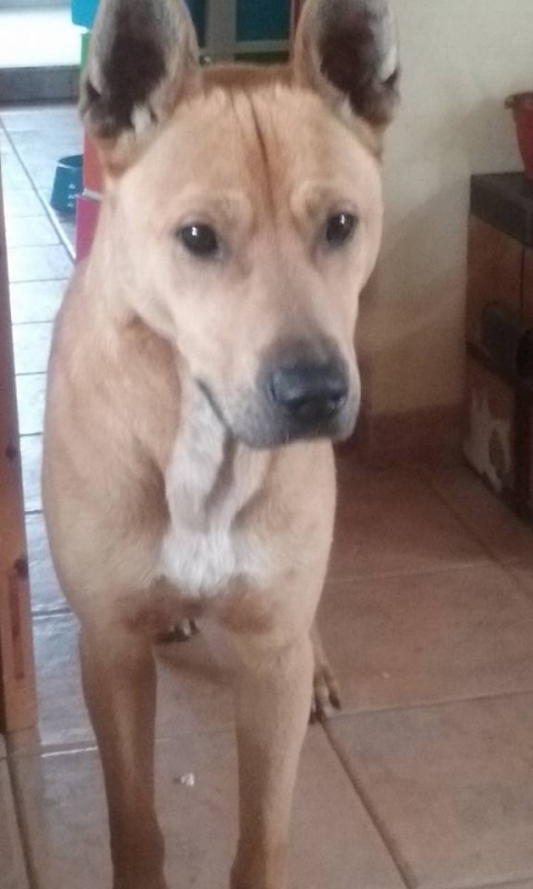 Foto Bosco