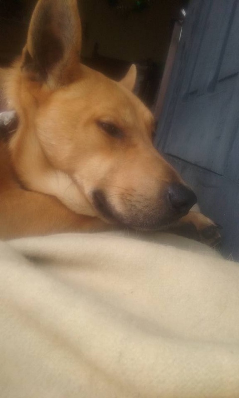 Foto Bosco