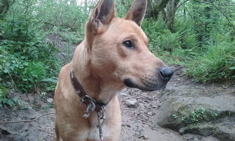 Foto Bosco