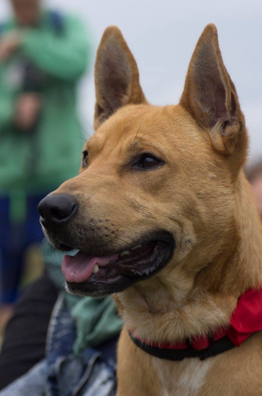 Foto Bosco