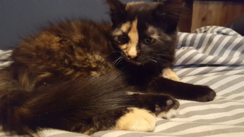 Foto Tesla