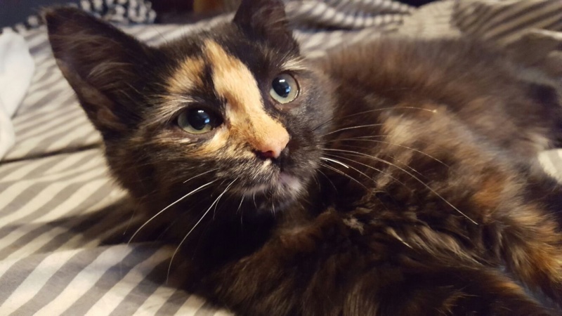 Foto Tesla