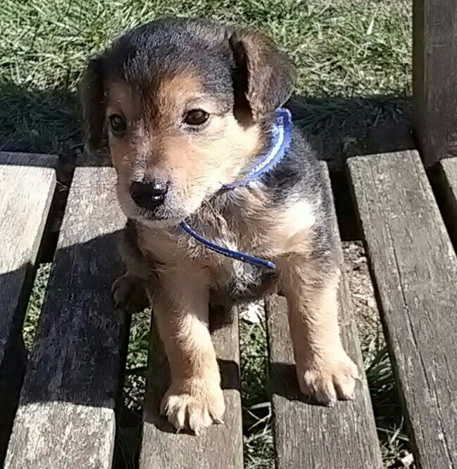 Foto Rambo