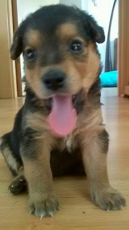 Foto Rambo