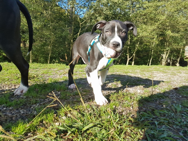Foto Bubu