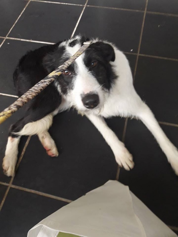 Foto Kovu