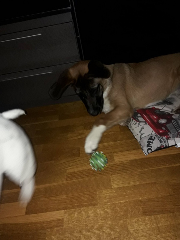 Foto Dumba