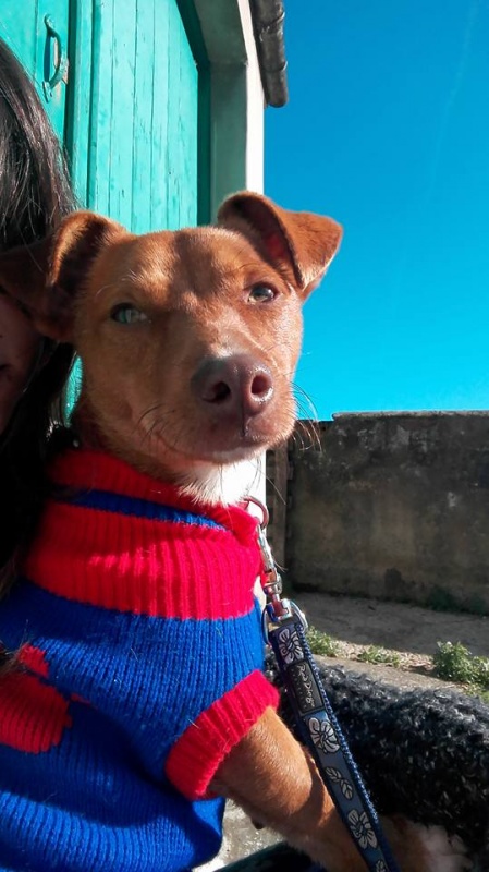 Foto Dexter