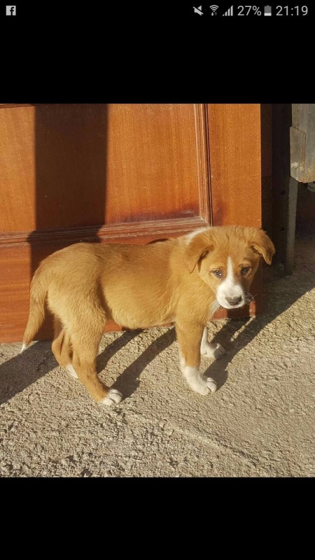 Foto Nala